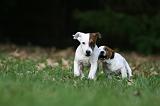 JACK RUSSEL 173